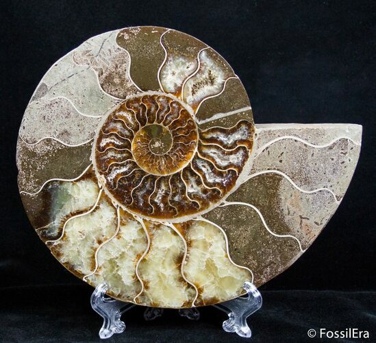 Inch Polished Madagascar Ammonite (Half) #2638